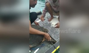 Sea turtle rescued by Thai fisherman after being hit by a harpoon spear