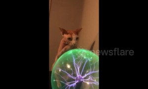 Sphynx cat in Texas becomes fascinated with plasma ball