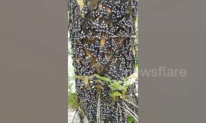 Hundreds of black, white and orange moths gather on tree in Thailand