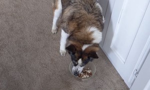 Patient Pooch Preciously Waits for Meal