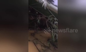 Thirteen Chinese tourists killed in Laos bus crash