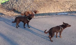 Dogs are Still Like Statues