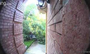 Falling Tree Miraculously Misses Man