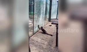 Capuchin monkey cracks tempered glass with stone at Zhengzhou zoo