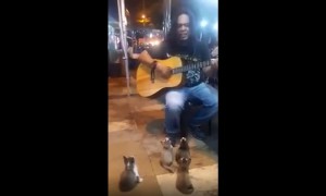 Guitar-Loving Kittens Crowd Around Street Performer