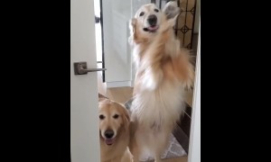 Golden Retrievers try their best to open the door