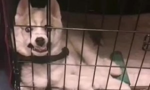 Husky Pup Looks Absolutely Terrifying
