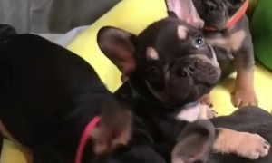 Bulldog puppies adorable relax together