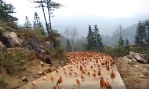 Farmer Blows Whistle To Amazingly Gather Flock of Hundreds of Chickens