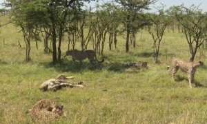 Cheetahs Chase and Take Down Zebra Foal