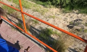 Family Reunites Stuck Ducklings with Mother