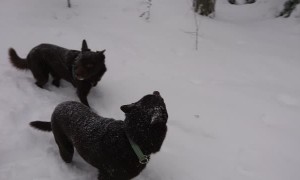 Are These Dogs Frozen?