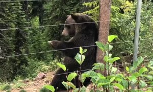 Boo Bear Has Bear-y Good Scratch