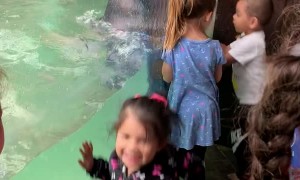 Bear Joins in Jumping Party