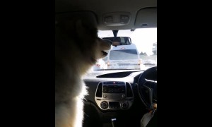 Alaskan Malamute howls along at passing siren