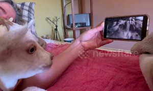 Nervous goat chills out with parents by watching films in bed at their Arizona home