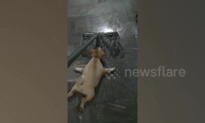 Puppy gets free ride by clinging onto wet mop as owner attempts to clean in Thailand