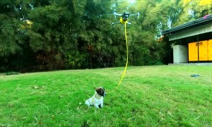 Drone Walks the Dog