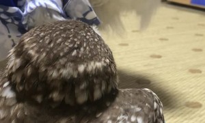 Furry and Feathered Best Friends