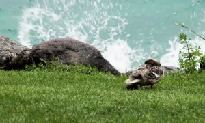 Duckling rescued after separated from mother during thunderstorm at Switzerland lake