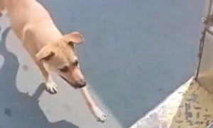 Stray Dog Chases Bus Until Driver Finally Adopts Her