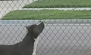 Feathers on the Fence Get Gobbled Up