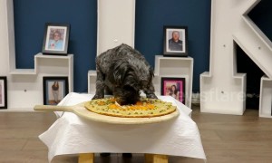 UK chef whips up DIY pizza for puppies