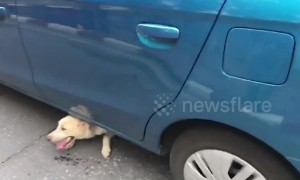 Happy moment traffic cops rescue dog stuck under car in Thailand