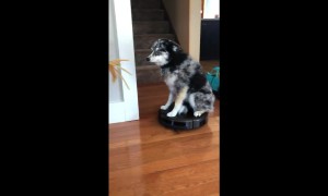 Confused pup sits on top of working robot vacuum