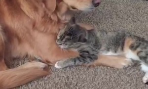 Golden Retriever calmly puts up with overly-affectionate cat