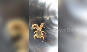 Chinese woman catches rare two-tailed scorpion in China's Xinxiang