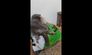Pet-flix and chill! Cat lounges on bed watching TV in Israel