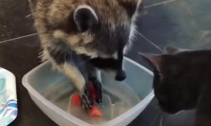 Cat scolds raccoon for putting food in water bowl