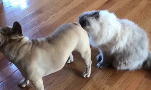Cat and Dog are Very Very Close