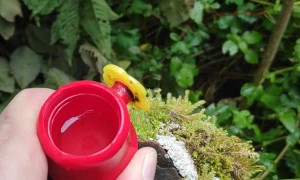 Hand Feeding Hummingbirds