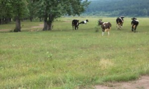 Cows Crowd Around Prancing Pony