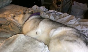 Stubborn Husky sparks protest refusing to get out of bed