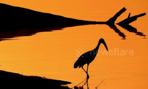 Straight out of Lion King: Beautiful silhouette of open-billed stork in South African national park