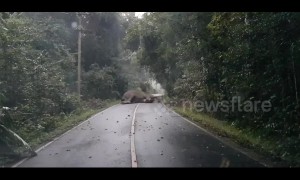 Adorable moment sleeping elephant blocks entire road in Thailand