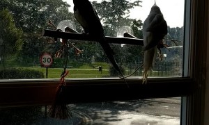 Flying Away from Singing Suitor