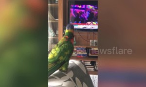 Pet parrot whistles and grooves to popular Bollywood song in Bangladesh