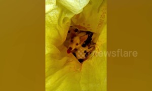 Three puppies dumped in a sack rescued moments before they were thrown in bin lorry