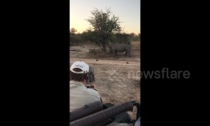 Cute moment baby rhino pretends to charge at safari jeep in South Africa