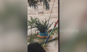 Locals battle to save drowning buffalo as Tropical Storm Bailu hits Philippines