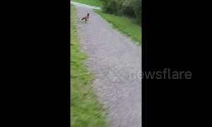 Cheeky fox steals frisbee and runs off with it