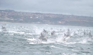 1000-strong pod of dolphins flees killer whales in South Africa