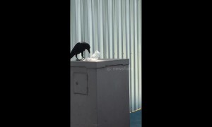 Crow seen eating a plastic bag after mistaking it for meat