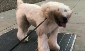 Dog Finds Brilliant Way to Keep Cool