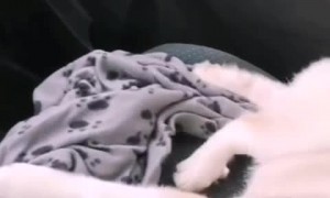 Sleepy Dog Does Safety First