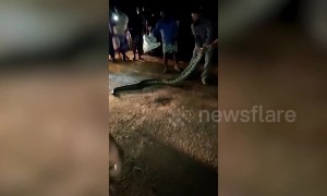 Locals capture 15-foot-long python in southern Indian village